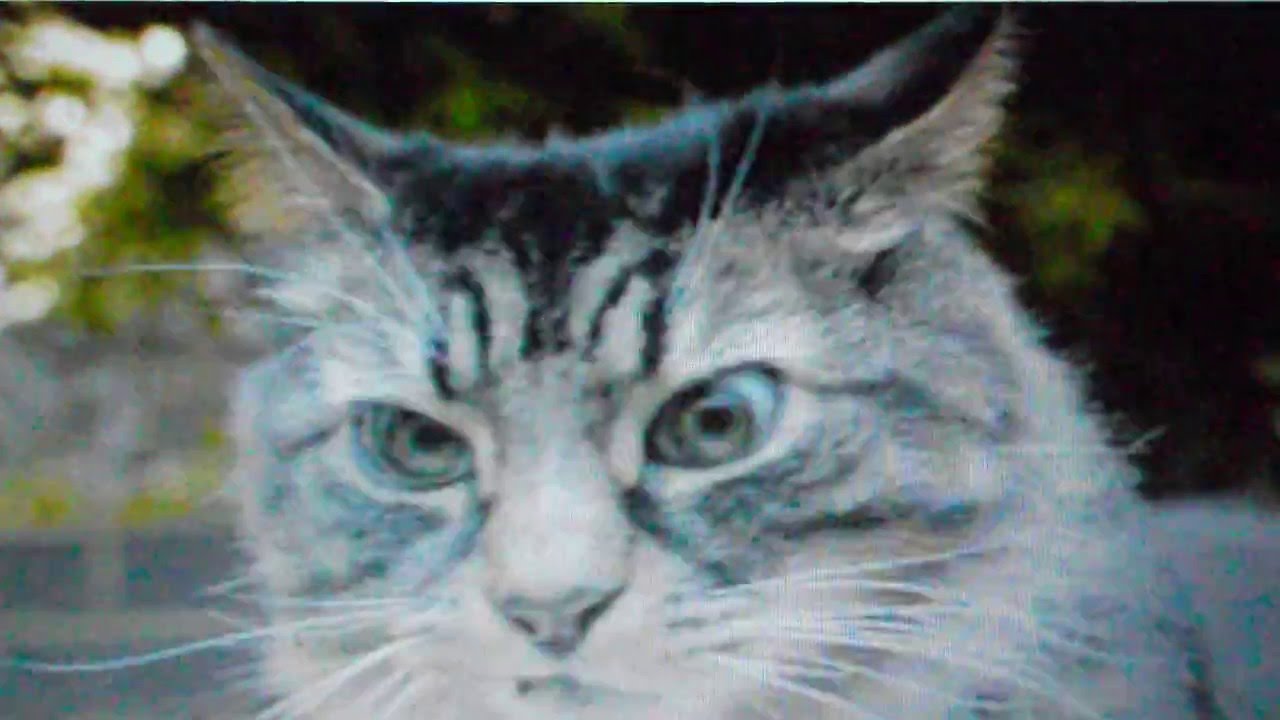 The Good, The Bad, The Ugly, and The Cat - YouTube