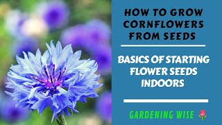 How to grow Cornflowers (Bachelor Buttons) from seeds ~ Growing Cornflowers Part 1