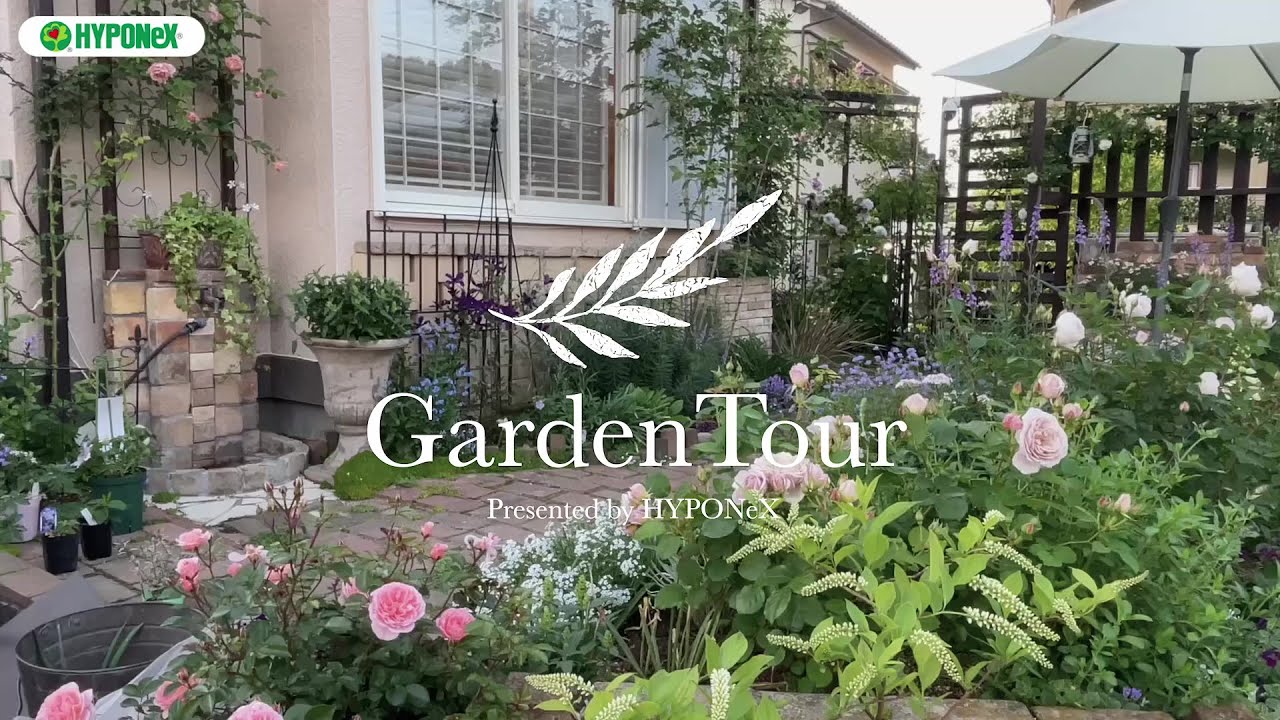 🕊Garden Tour🕊67 ローメンテで寛げるバラの庭を目指して、バラの庭からナチュラルガーデンへと移り変わっていったお庭
