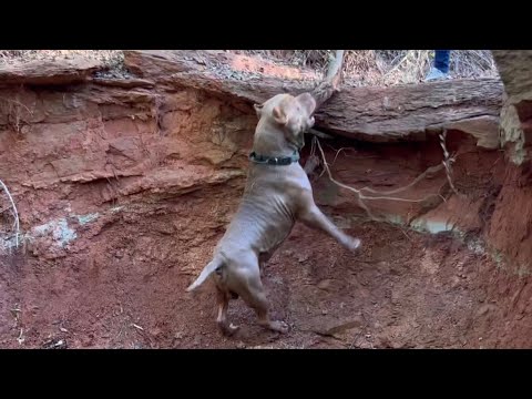 Crazy what your dogs can find underwater! YOU WONT BELIEVE IT!!! - YouTube