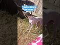 #funnydogvideos #grayhound #iggydog #italiangrayhound #sighthound #iggylife