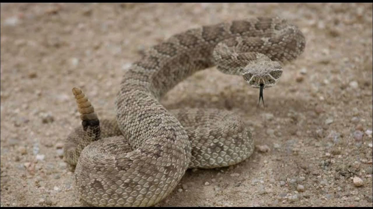 Rattle Snake Sound Effects YouTube