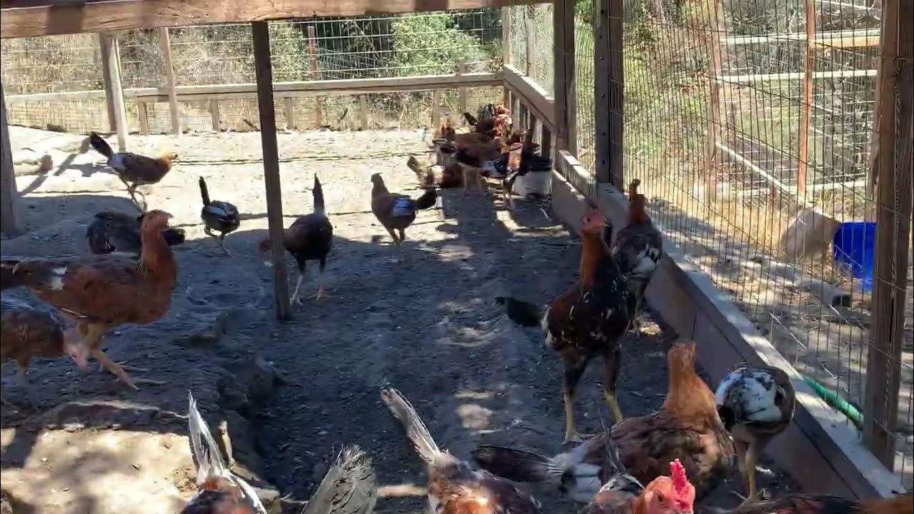 5k Sweater Stags and Pullets direct from Carol NeSmith of Black Water