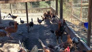 5k Sweater Stags and Pullets direct from Carol NeSmith of Black Water Farm