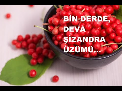 Video: Beş Yapraklı Kızlık üzümü