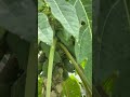 🥭 कच्चा पपीता सेहत के लिए बेहद फायदेमंद फल माना जाता है। #shorts #trendingb#KachaPapita #Papaya