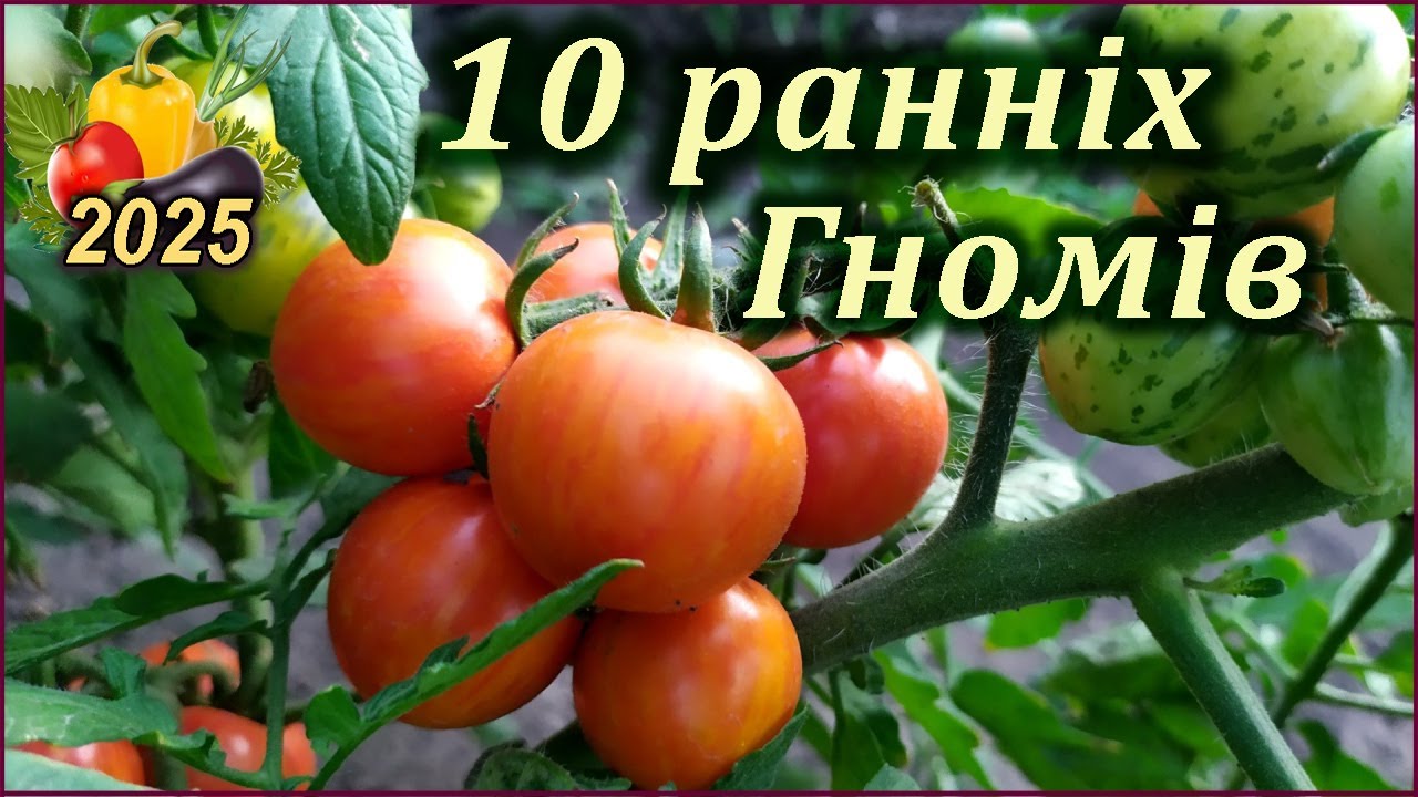 Ранні томати серії 