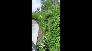 Mow It All With The Ventrac Boom Mower