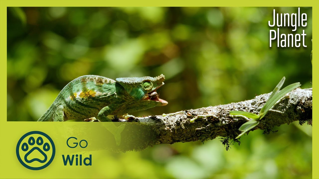 Spectres of the Jungle: Madagascar's Rainforest | Jungle Planet 6/26 | Go Wild
