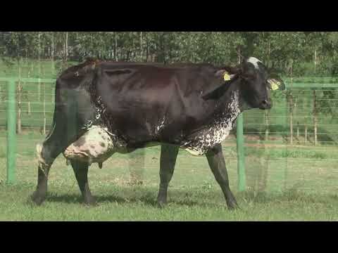 LOTE 17   FAZENDA SANTA LUZIA