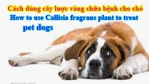 Cách dùng cây lược vàng chữa bệnh cho chó cưng
