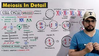 Cell cycle: Meiosis Steps Explained in Detail