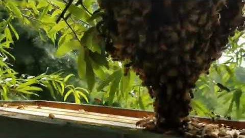 Hand scooping a swarm of honey bees into box