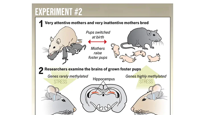 BIOL3010- Epigenetics voice over