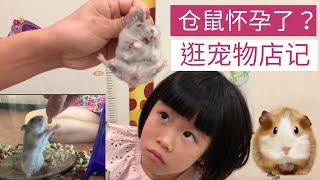 JO宝的仓鼠怀孕了？逛宠物店看小狗小狐狸蛇猫鱼儿！Is our hamster pregnant? Visit to the pet shop by Jo Twins! by Jo Twins 2,862 views 3 years ago 6 minutes, 41 seconds