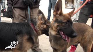 Réalitétunisienne|Dog market tunisia سوق الكلاب في تونس