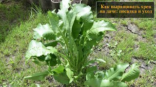 видео: Как правильно выращивать хрен на даче   посадка и уход картинка: Как правильно выращивать хрен на даче   посадка и уход