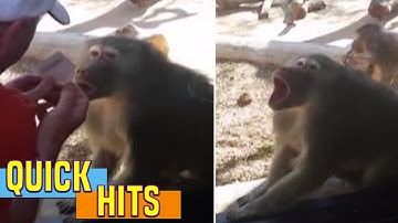 Baboon Is Amazed By Man