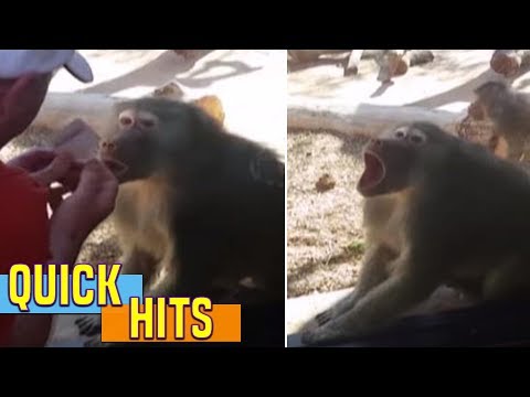 This Baboon Is Crazy About Magic Tricks