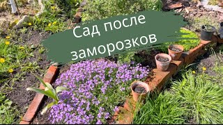 Заморозки и снегопад в мае | Прогулка по саду | Как себя чувствуют растения