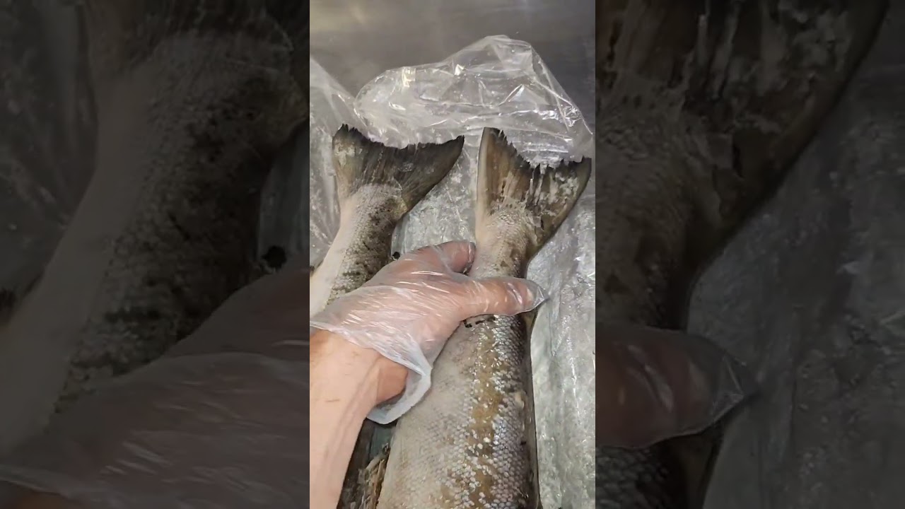 Визуальное отличие КИЖУЧА и КЕТЫ