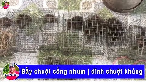 Bẫy chuột cống nhum | dính chuột khủng | Thanh Phúc Vlogs