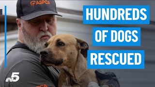 Hundreds of dogs rescued from alleged dog fighting operation