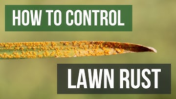 How to Control Lawn Rust (4 Easy Steps)