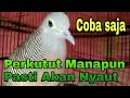 Perkutut Lokal Buat Pikat Pancingan Paling Ampuh Mp3 - Mp4 Download