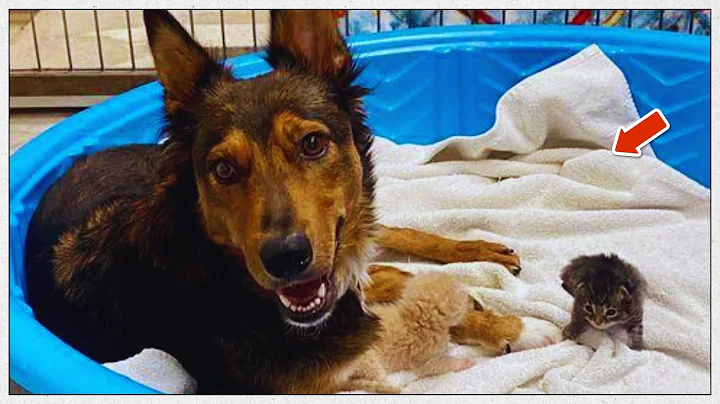 Heartbroken Dog Adopts Orphaned Kittens After Losing Her Puppies
