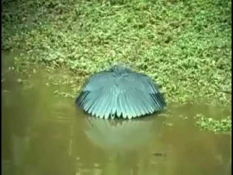Ramazan lıkta su içerken utanan kuş