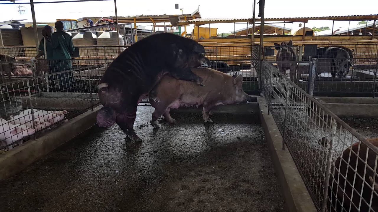 Pigs Mating Large Sow And Large Boar Youtube