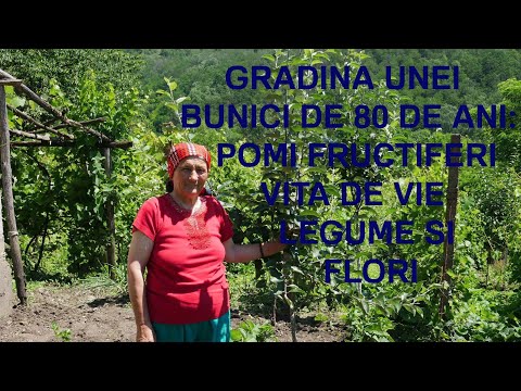 Video: Grădină Decorativă De Legume