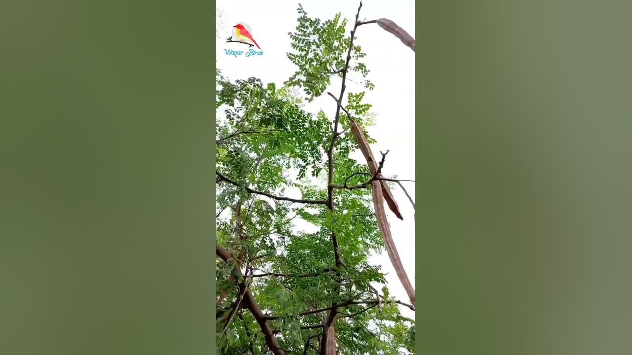 Humidity in karachi 26.07.2023 humidity waqarbirds birdslovers 