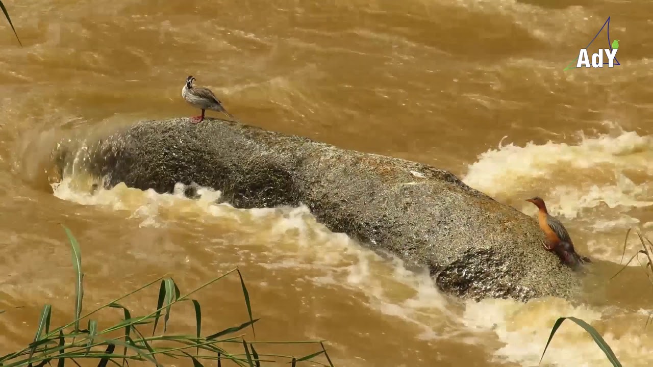 Merganetta armata - Pato de Torrentes - Torrent Duck - Anatidae