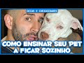 Como ensinar seu pet a ficar sozinho