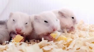 Детёныши хомяка от 12 до 19 дней. Милые карапузы. Cute funny babies from 12 to 19 days.