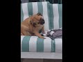 look at his ear its so floppy #pets #pet #dogs #dog #animals