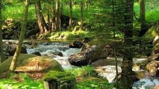 10 Hours Ambient Stream Flow and Birdsong - Nature Sounds for Sleeping-Relaxing-Meditation