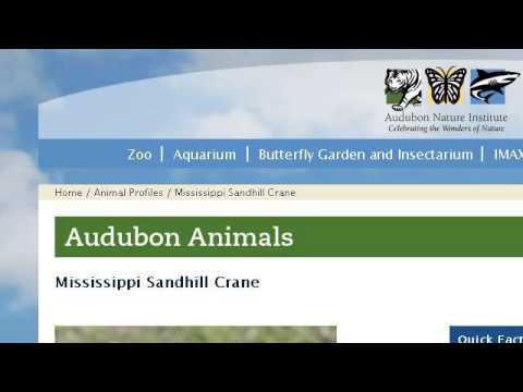 camera iphone 8 plus apk Life And Habits Of The Sandhill Crane
