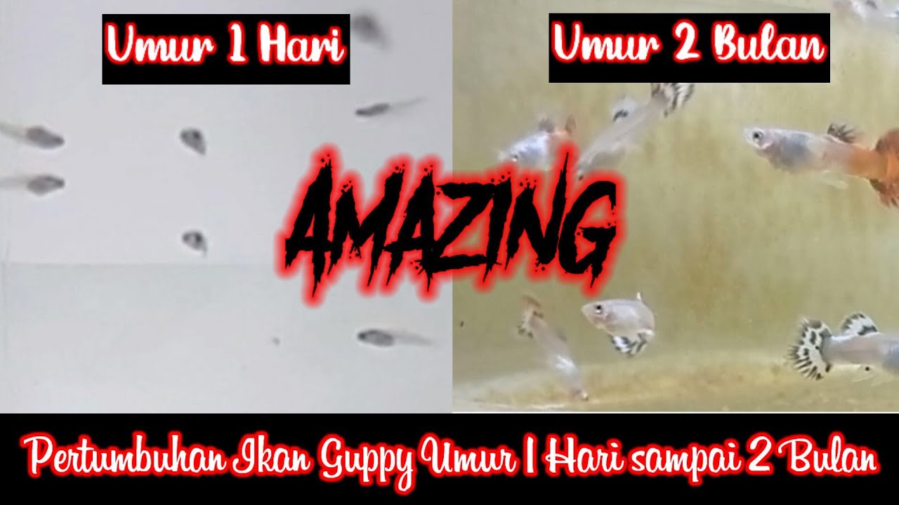 Pertumbuhan Burayak Ikan Guppy 1 Hari Hingga 2 Bulan Menakjubkan Perubahan Body Sirip Dan Ekornya