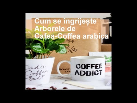 Video: Cum Să Ai Grijă De Un Arbore De Cafea