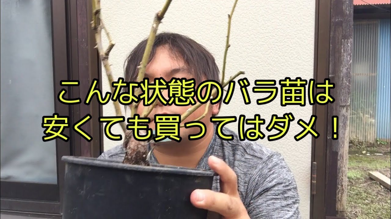 I recommend not buying rose seedlings in this condition! - YouTube