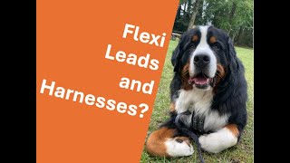 When to use Flexi Leashes and Harnesses when walking your dog....or more importantly when not to!!