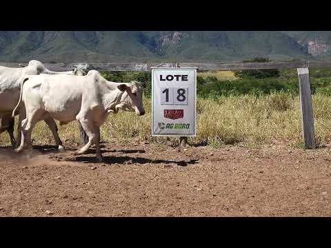 Lote 18