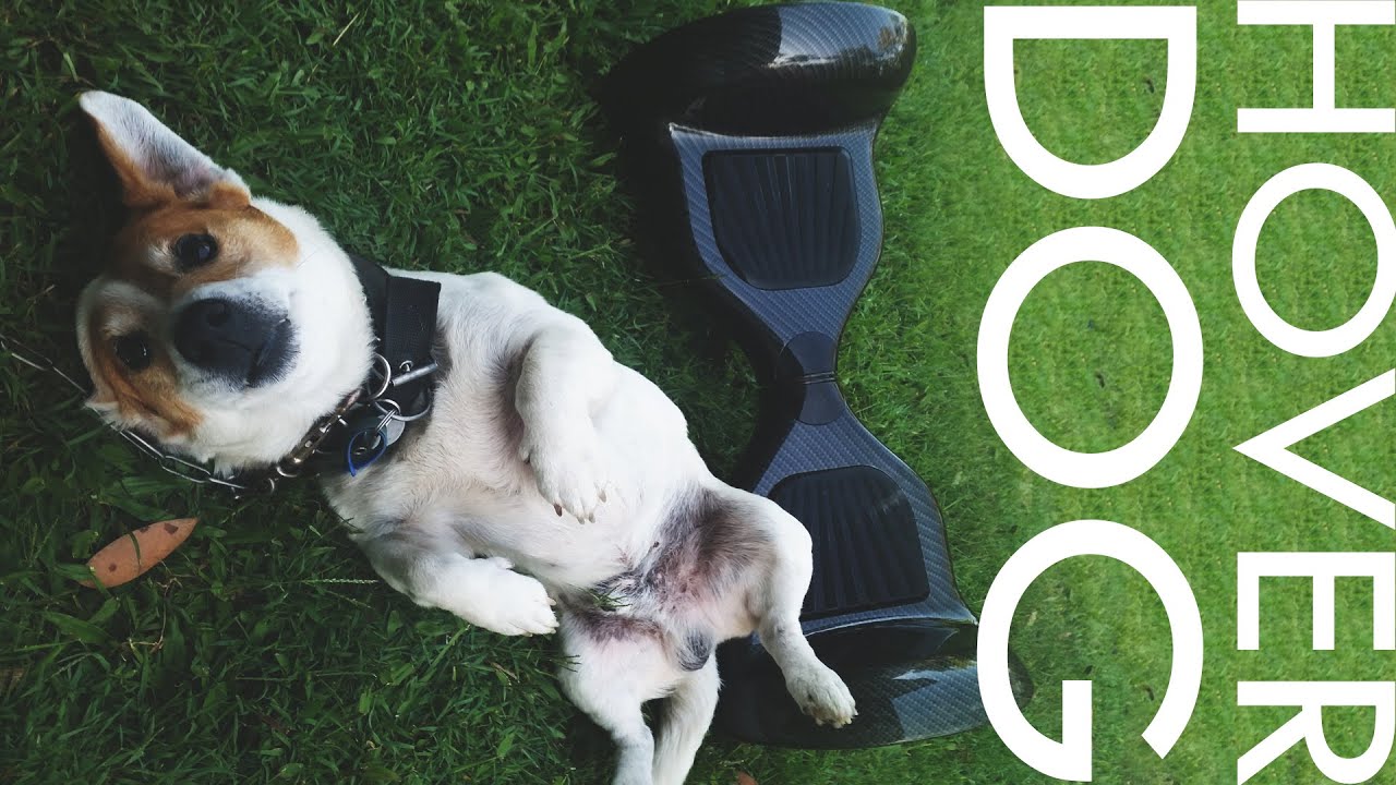 HOVERBOARD DOG!! - YouTube