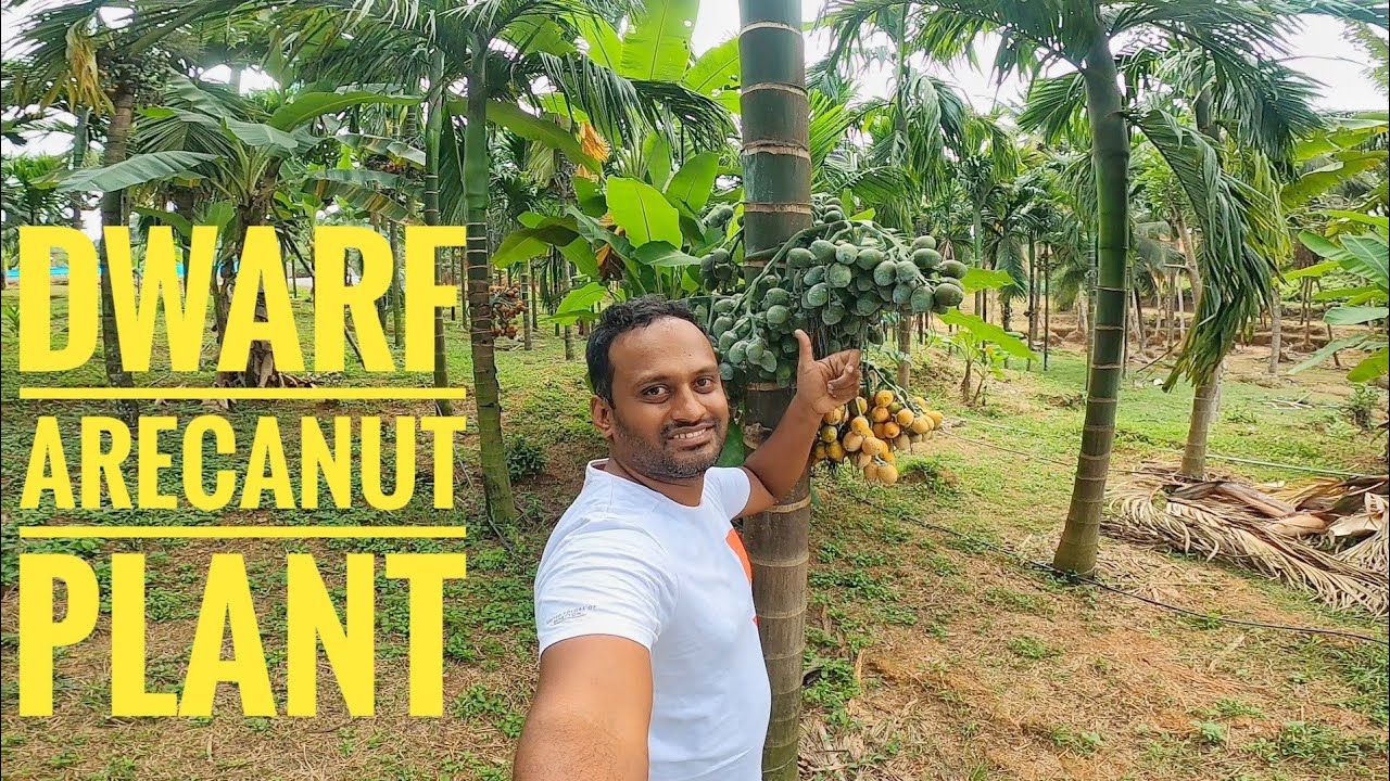 HIGH YIELD ARECANUT VERIETIES INTER C MANGALA DWARF ARECANUT PLANT ...