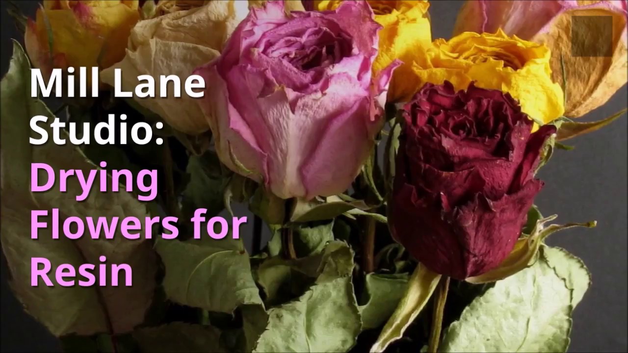 How To Quickly Dry Flowers With Silica