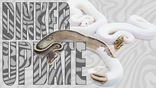 We Finally Got Shed Results - Is Our Dinker Legit?