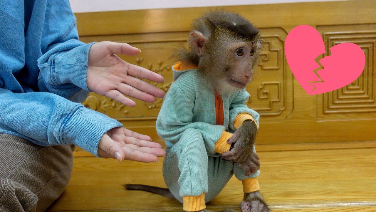 Pupu monkey doesn't want to leave Mom on a cold winter day.